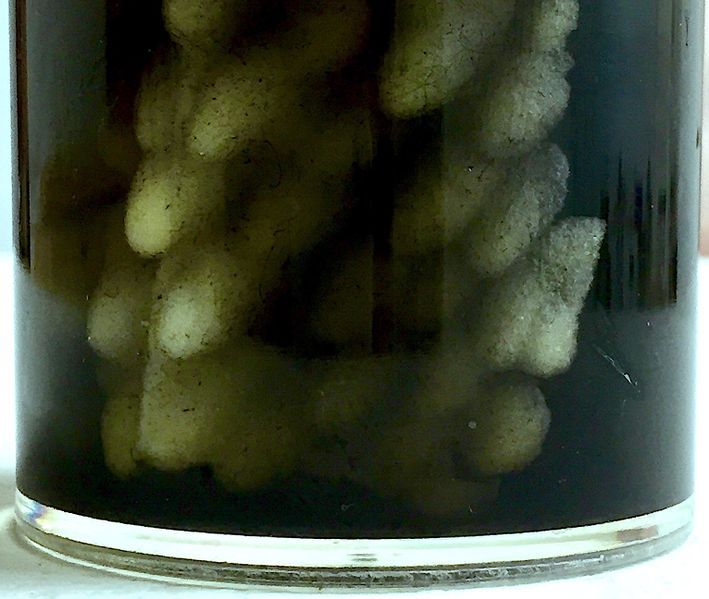File:Material Journeys Through Other Realities 5.jpg
